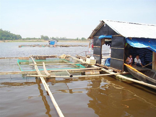 Một bè cá của một hộ dân ở xã Phú Ngọc kết thêm dèo để tăng diện tích nuôi cá