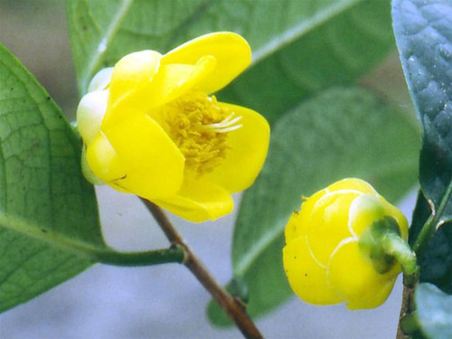 Trà hoa vàng Petelo