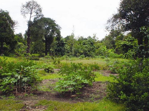 Rừng biến thành vườn ở Tây Ninh ảnh: Đăng Giới Rừng biến thành vườn ở Tây Ninh ảnh: Đăng Giới