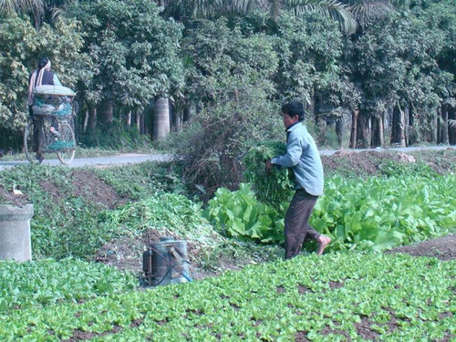 Anh Dung nhổ cải cúc đổ bỏ ra bờ ruộng vì cho cũng không ai xin