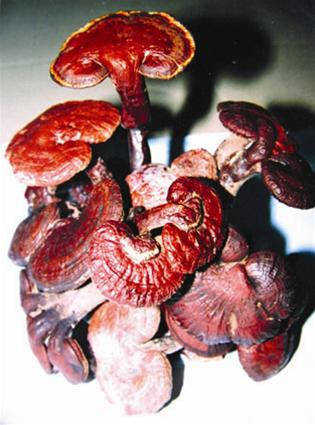 Nấm Hồng chi Đà Lạt