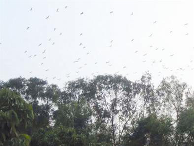 Một góc vườn cò ông Quyển. Ảnh : PV