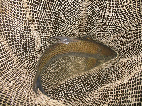 Con cá Anh Vũ mà chúng tôi may mắn săn được chỉ nặng 0,9 kg nhưng có giá tới trên 400.000 đồng