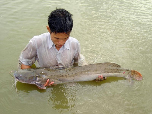 Bây giờ trên sông Gâm hiếm khi săn được con cá Lăng to như thế này