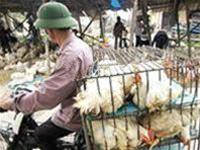 Buông lỏng kiểm soát vận chuyển gia cầm chưa qua kiểm dịch cũng làm tăng nguy cơ phát dịch.