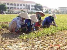 Loại cỏ đang trồng tại sân bóng này bò... rất thích!