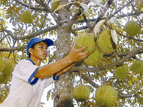 Với diện tích gần 50.000 ha cây ăn quả như chôm chôm, sầu riêng, măng cụt, bưởi, cam... Đồng Nai hiện là tỉnh có diện tích cây ăn quả lớn nhất khu vực miền Đông Nam Bộ, sản lượng hàng năm đạt trên 300.000 tấn quả các loại, giá trị chiếm hơn 20% tổng giá trị sản xuất nông nghiệp của tỉnh. Trong ảnh: Vườn sầu riêng của một hộ dân ở xã Bình Lộc, thị xã Long Khánh Ảnh: Đình Huệ
