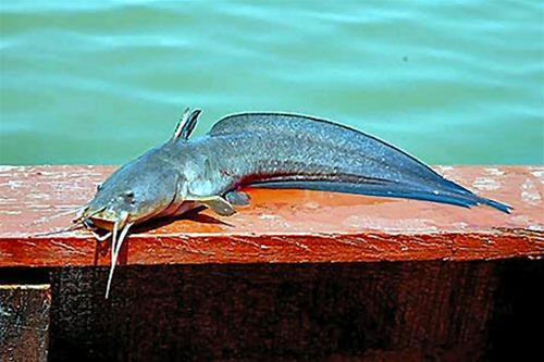 Giống cá ngát (Plotosus canius). Nguồn: scotcat.com