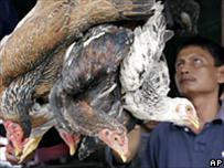 Người Indonesia hầu như không mặc bảo hiểm khi tiếp xúc với gia cầm - Ảnh AP