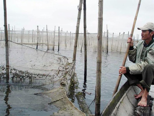 Người nuôi cá Quảng Điền thẫn thờ bên lồng nuôi bị bỏ hoang vì rận nước
