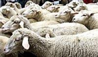 Sốt cừu đe dọa nước Anh
