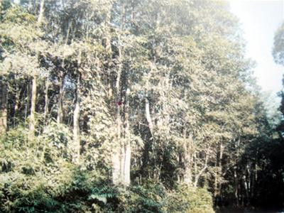 Rừng săng lẻ ở xã Tam Đình -Tương Dương, cạnh quốc lộ 7A
