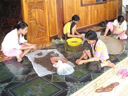 Chọn lọc hạt dó trầm