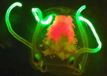 Một số loài sinh vật biển lạ mới được nhìn thấy