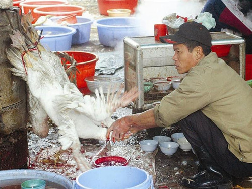 Giết mổ gia cầm ở chợ Long Biên - Hà Nội ảnh : Phạm Yên