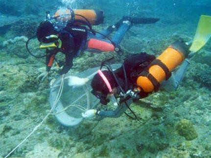 TS Yết và cộng sự đang khảo sát san hô ở Bạch Long Vĩ TS Yết và cộng sự đang khảo sát san hô ở Bạch Long Vĩ