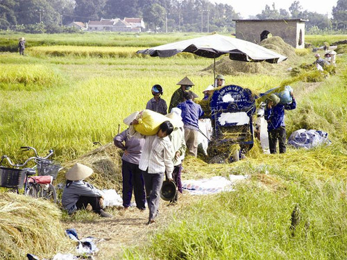 Sản xuất nông nghiệp cần được tạo nhiều thuận lợi hơn để phát triển. Ảnh: Phạm Yên