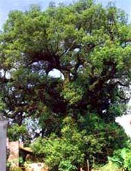 Cây dã hương nghìn tuổi này là điểm thu hút du khách Cây dã hương nghìn tuổi này là điểm thu hút du khách