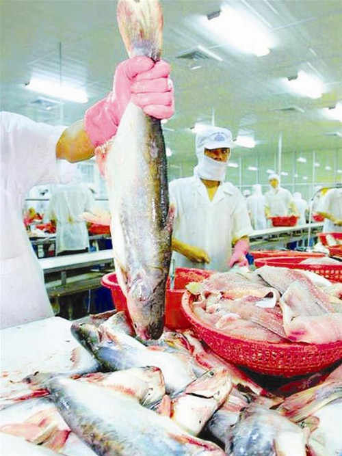 Xốc lại việc chăn nuôi, chế biến cá da trơn xuất khẩu là yêu cầu cấp bách Xốc lại việc chăn nuôi, chế biến cá da trơn xuất khẩu là yêu cầu cấp bách