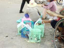 Chuột Hamster bán ở chân cầu bộ hành Suối Tiên