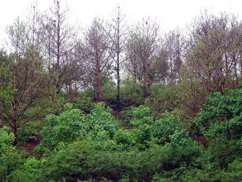 Một góc rừng thông ở xã Mai Pha-TPLS bị sâu róm phá hoại trơ trụi