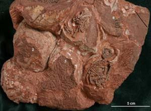 Phôi thai khủng long hoá thạch được tìm thấy