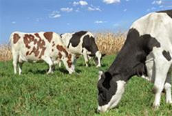 Vụ bê bối sữa độc làm nông dân nuôi bò sữa Trung Quốc điêu đứng.