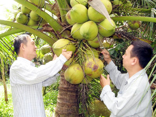 Lương Y Đoàn Văn Khanh (trái) đang giới thiệu dừa sáp Ảnh: Châu Thành