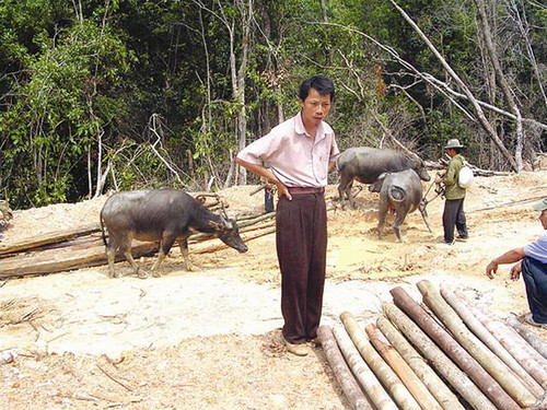 Nhi “khùng” bức xúc vì rừng bị tàn phá ảnh: Tr.T Nhi “khùng” bức xúc vì rừng bị tàn phá ảnh: Tr.T