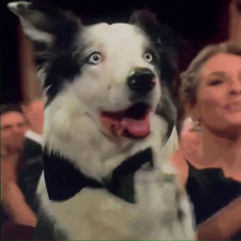 Chú cún Messi của phim Anatomy of a fall có mặt tại hàng ghế tham dự giải Oscar 2024, “vỗ tay” khi Robert Downey Jr giành tượng vàng ở hạng mục Nam phụ xuất sắc nhất. Trước đó có thông tin Messi không xuất hiện vì các nhà phát hành phim lo sợ chú cún thu hút quá nhiều sự chú ý. Ảnh: Getty.