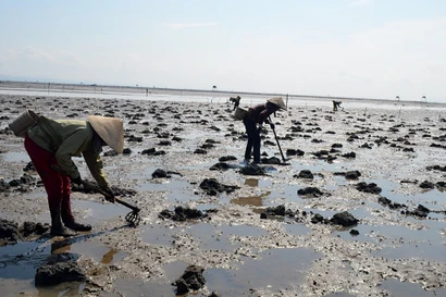 Báo động tình trạng tận diệt đặc sản sá sùng ở Quảng Ninh