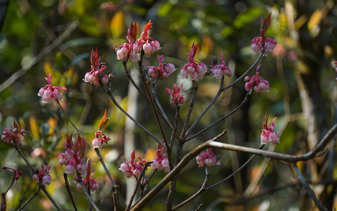 Sắc Xuân đỏ thắm của núi rừng Bạch Mã