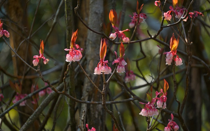 Sắc Xuân đỏ thắm của núi rừng Bạch Mã