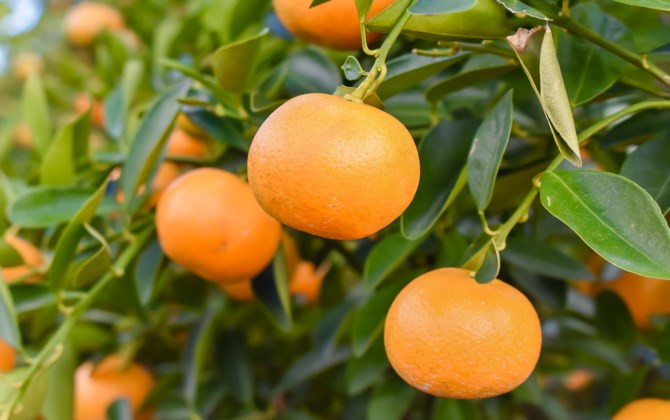 “Kinh đô” quất Cẩm Hà tất bật những ngày cận Tết.