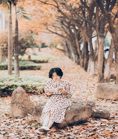 Lãng mạn mùa cây thay lá sân trường Hà Nội