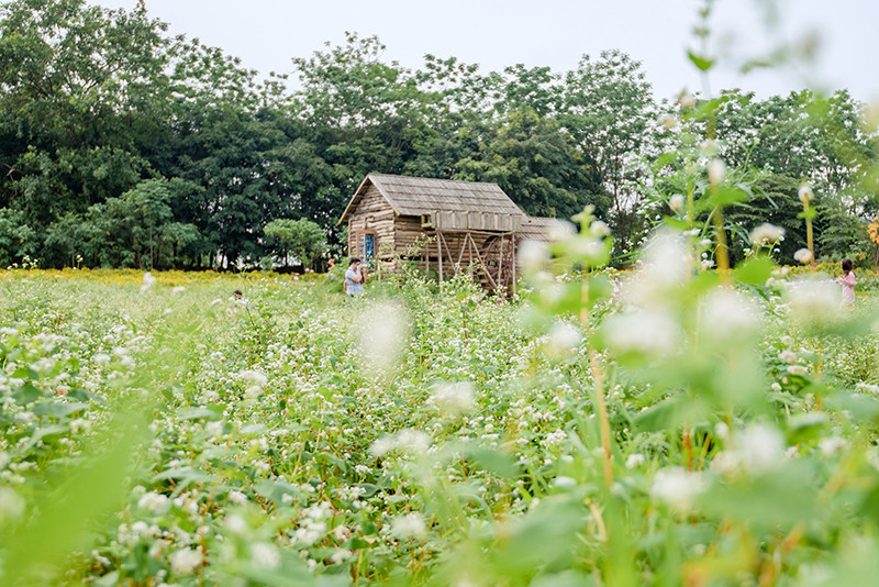 Vườn hoa Tam giác mạch trái mùa ngay tại Hà Nội