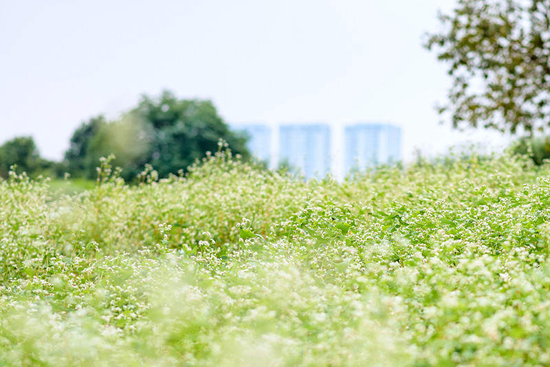 Vườn hoa Tam giác mạch trái mùa ngay tại Hà Nội