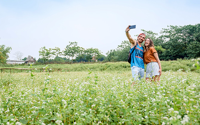 Vườn hoa Tam giác mạch trái mùa ngay tại Hà Nội