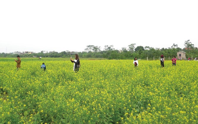 Bãi đá sông Hồng: Các loài hoa đua nhau khoe sắc đón đông về