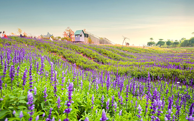 Giới trẻ chết mê với cánh đồng hoa Nữ hoàng xanh tại Hà Nội