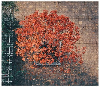 Lãng mạn mùa cây thay lá sân trường Hà Nội