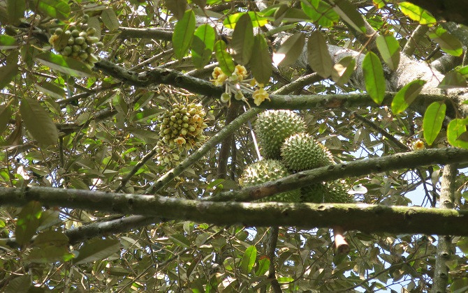 Một lần trải nghiệm miệt vườn sông nước Cần Thơ