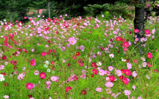 Bãi đá sông Hồng: Các loài hoa đua nhau khoe sắc đón đông về