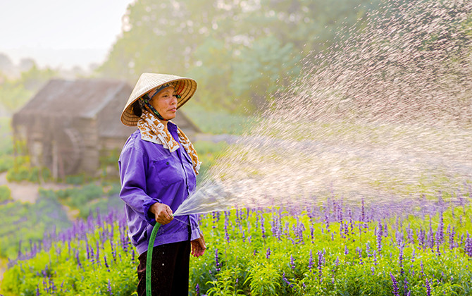 Giới trẻ chết mê với cánh đồng hoa Nữ hoàng xanh tại Hà Nội