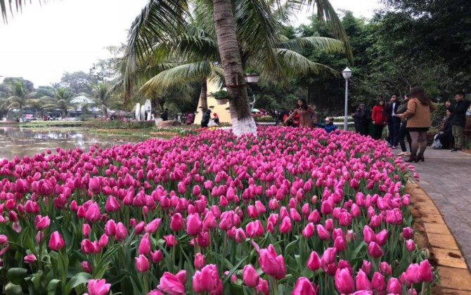 Rực rỡ sắc màu tulip giữa mùa Đông giá rét ở Hà Nội