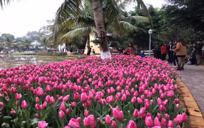 Rực rỡ sắc màu tulip giữa mùa Đông giá rét ở Hà Nội