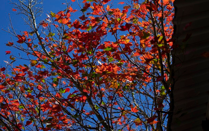 Sắc Xuân đỏ thắm của núi rừng Bạch Mã