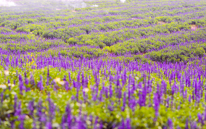 Giới trẻ chết mê với cánh đồng hoa Nữ hoàng xanh tại Hà Nội