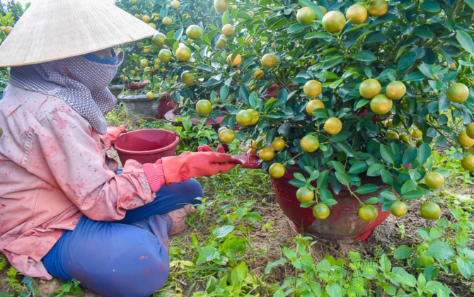 “Kinh đô” quất Cẩm Hà tất bật những ngày cận Tết.