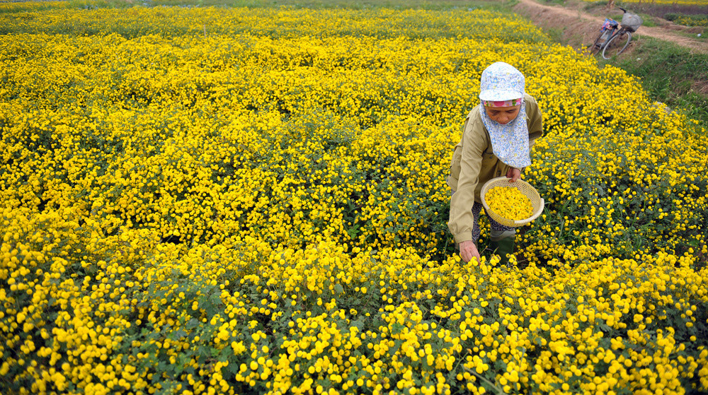 Cúc 'tiến vua' vàng rực ở Hưng Yên dịp giáp Tết